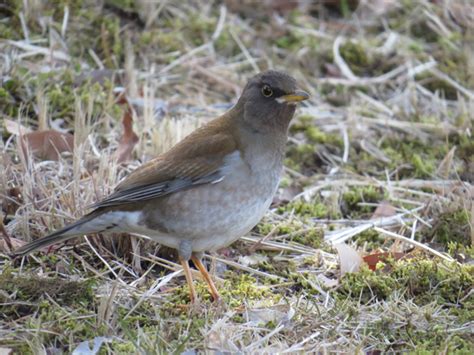 庭 鳥|庭に来る鳥の名前を調べる